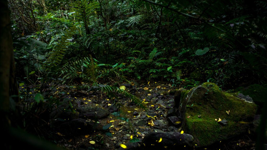 Yellow light of firefly insect flying in the night forest, background of Taiwan.